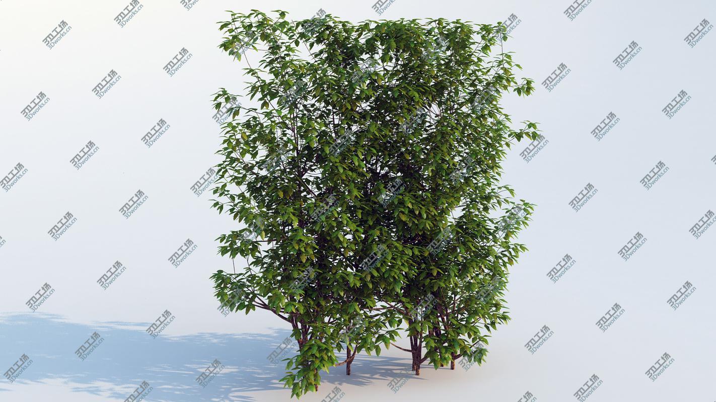 images/goods_img/2021040162/Generic Hedge - Big/3.jpg